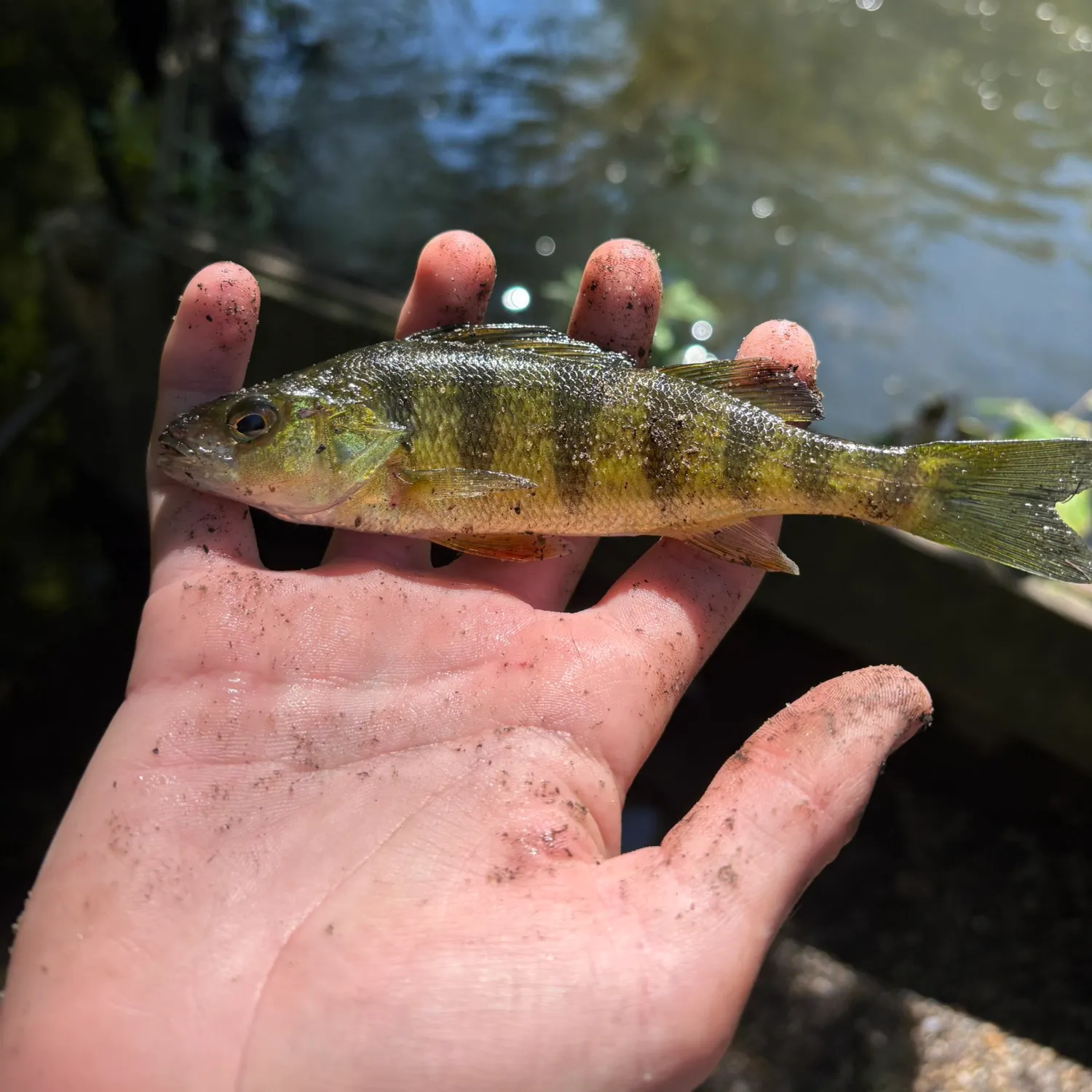 Yellow perch caught on Fishbrain