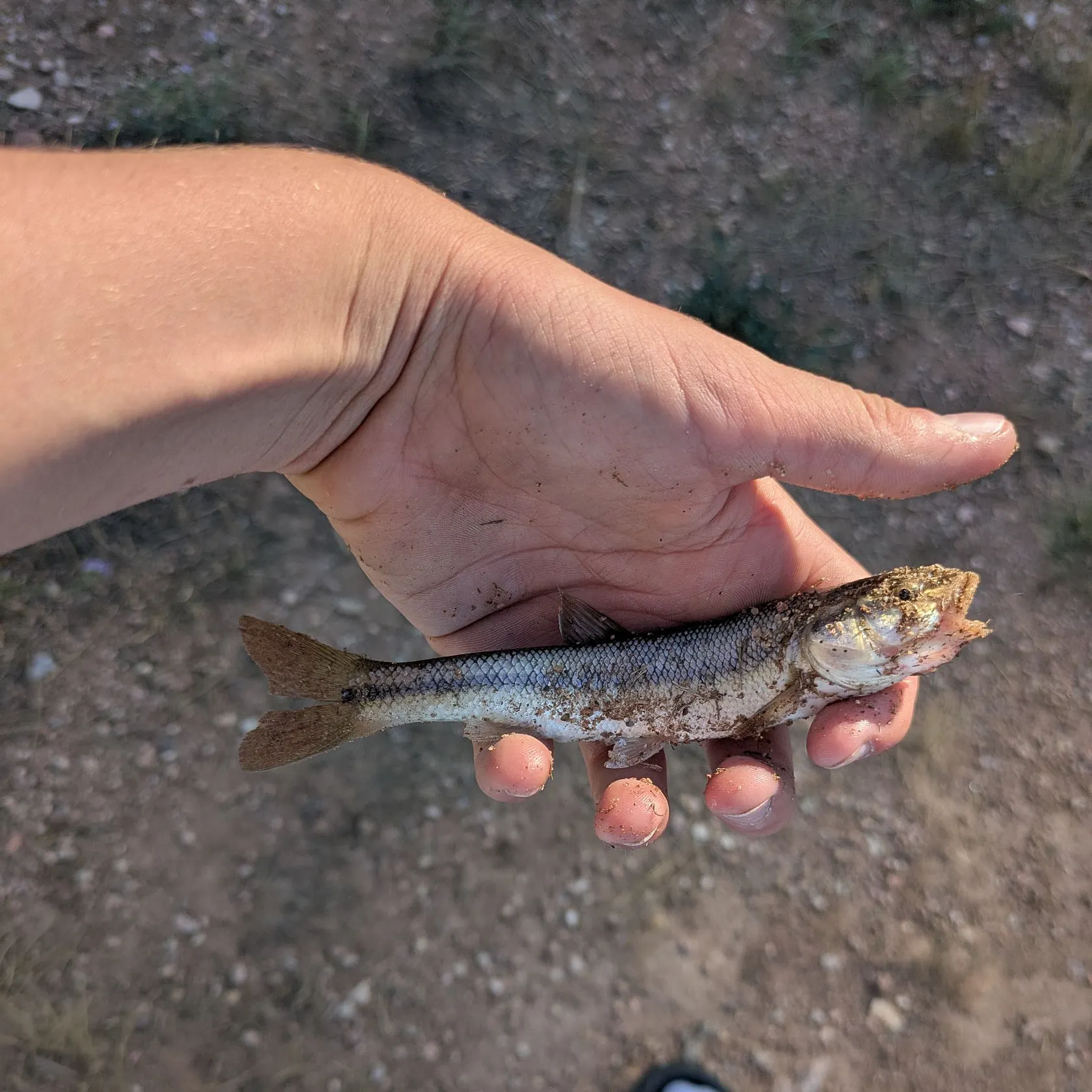 Creek chub caught on Fishbrain