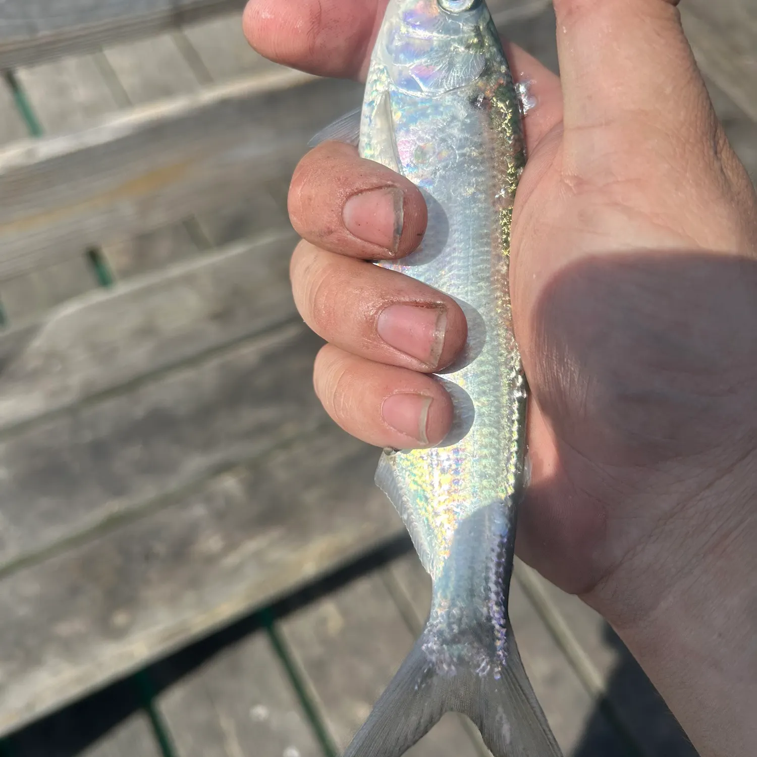 The most recent Atlantic herring catches on Fishbrain