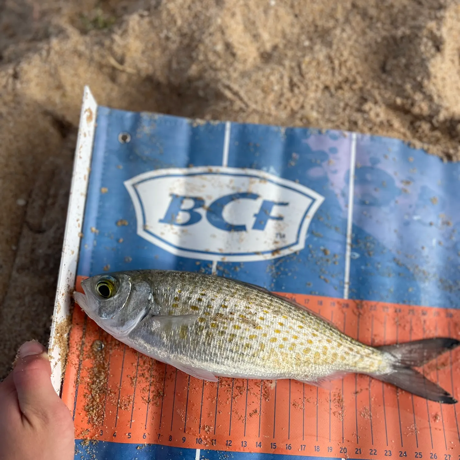 The most recent Australian ruff catches on Fishbrain