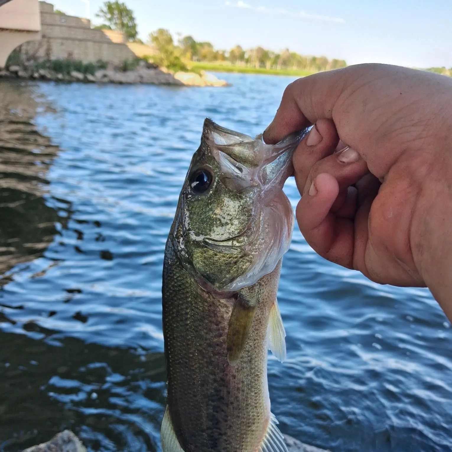 Largemouth bass caught on Fishbrain