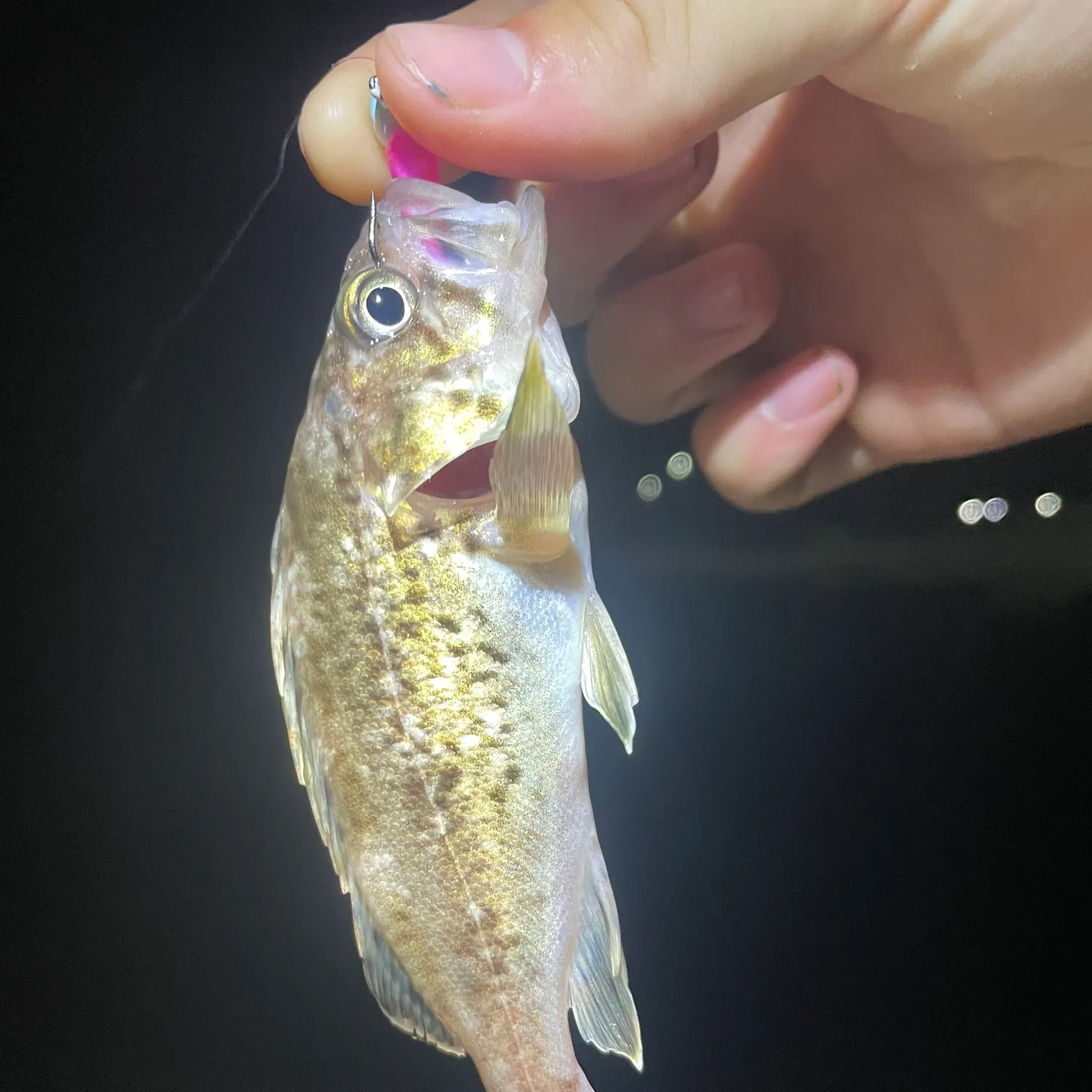 The most recent Japanese white seaperch catches on Fishbrain