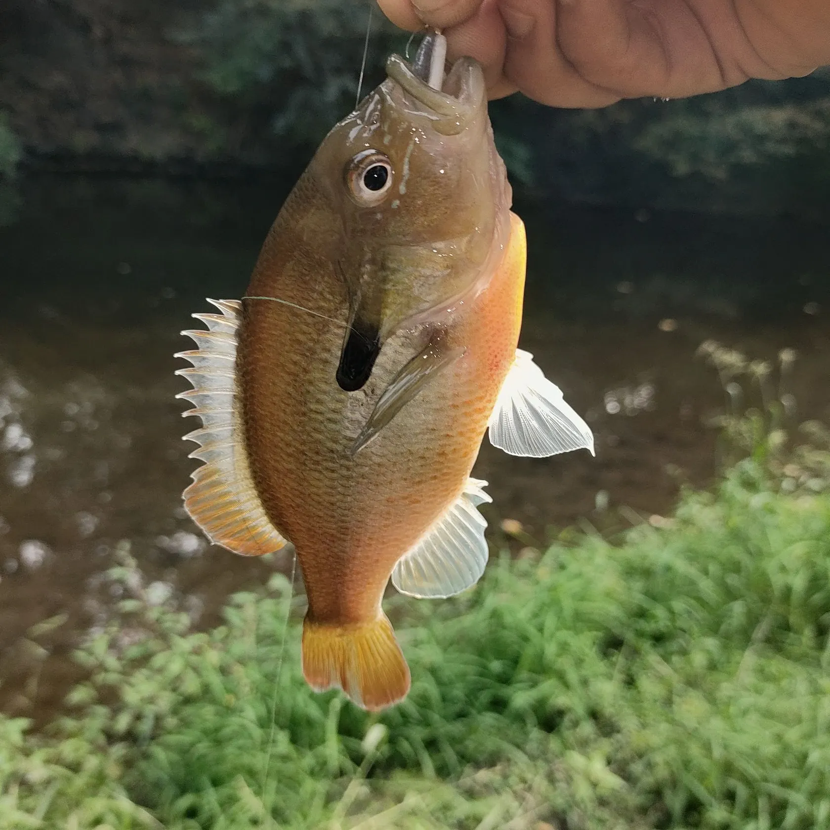 Redbreast sunfish caught on Fishbrain