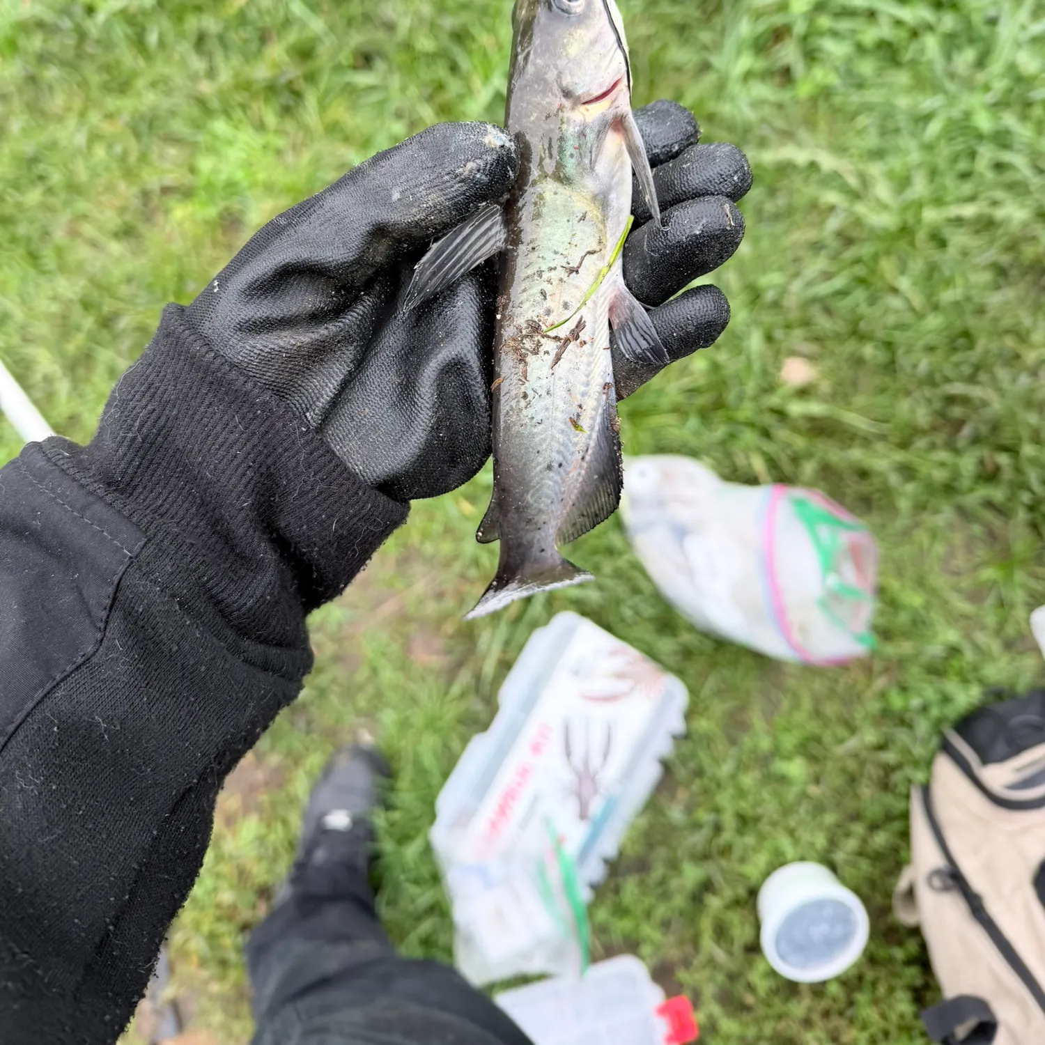 Channel catfish caught on Fishbrain
