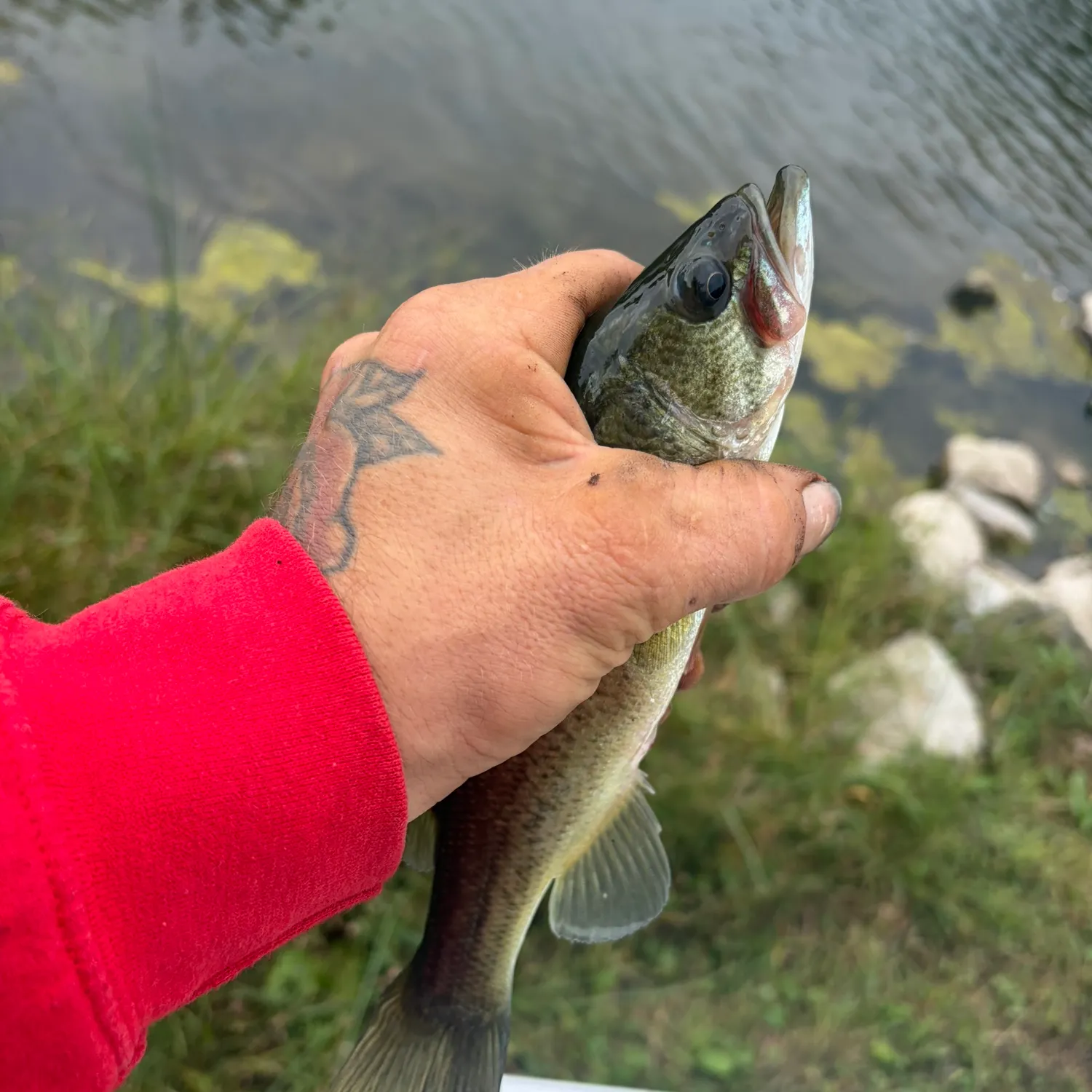 Largemouth bass caught on Fishbrain