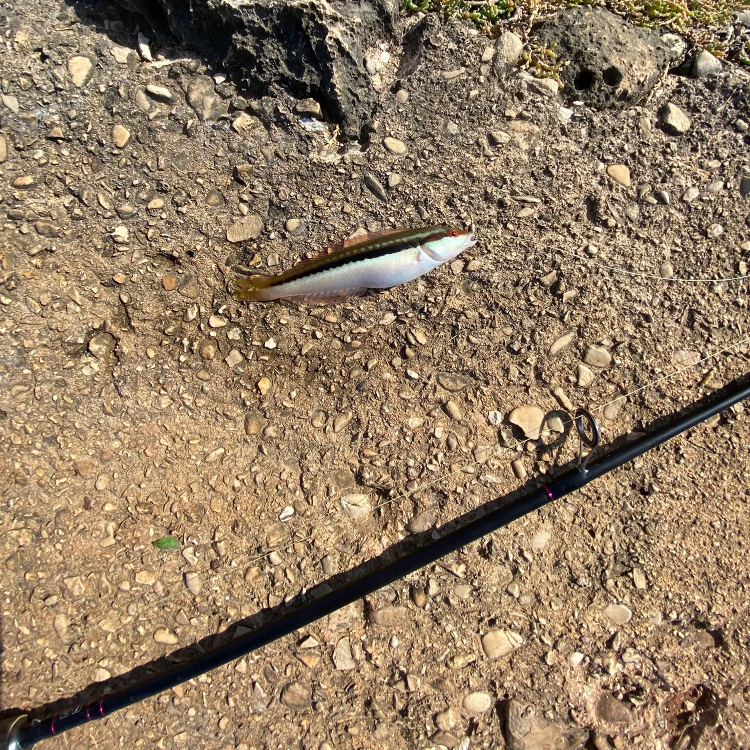 The most recent East Atlantic peacock wrasse catches on Fishbrain
