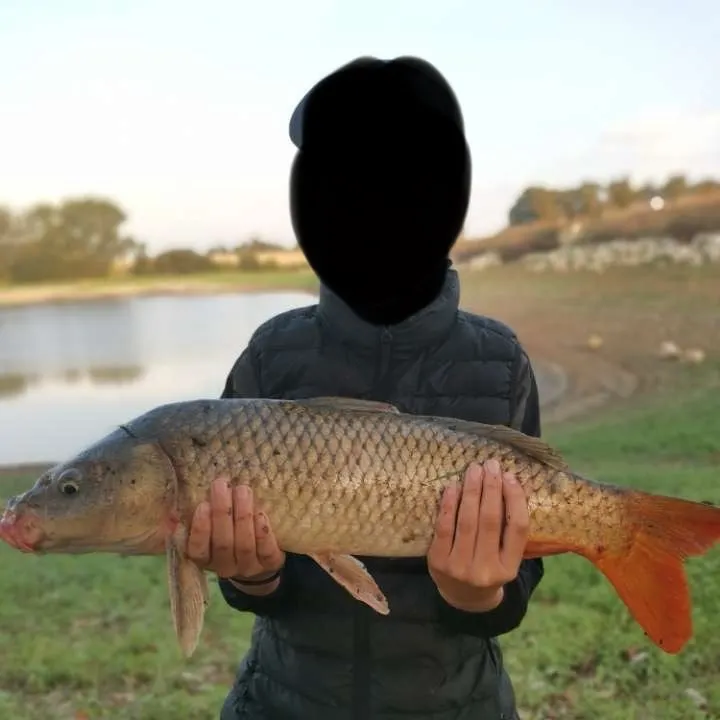 Common carp caught on Fishbrain