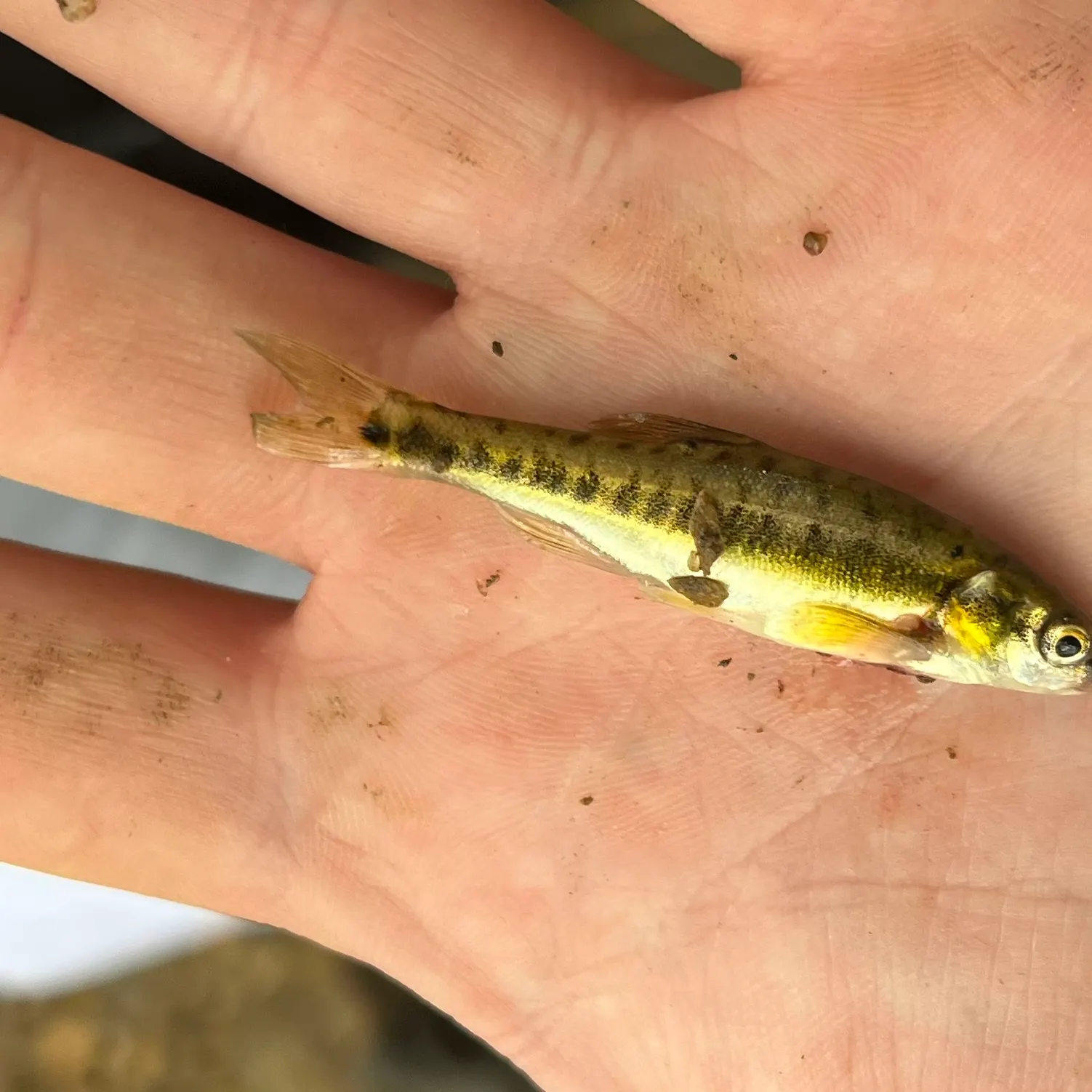 The most recent Eurasian minnow catches on Fishbrain