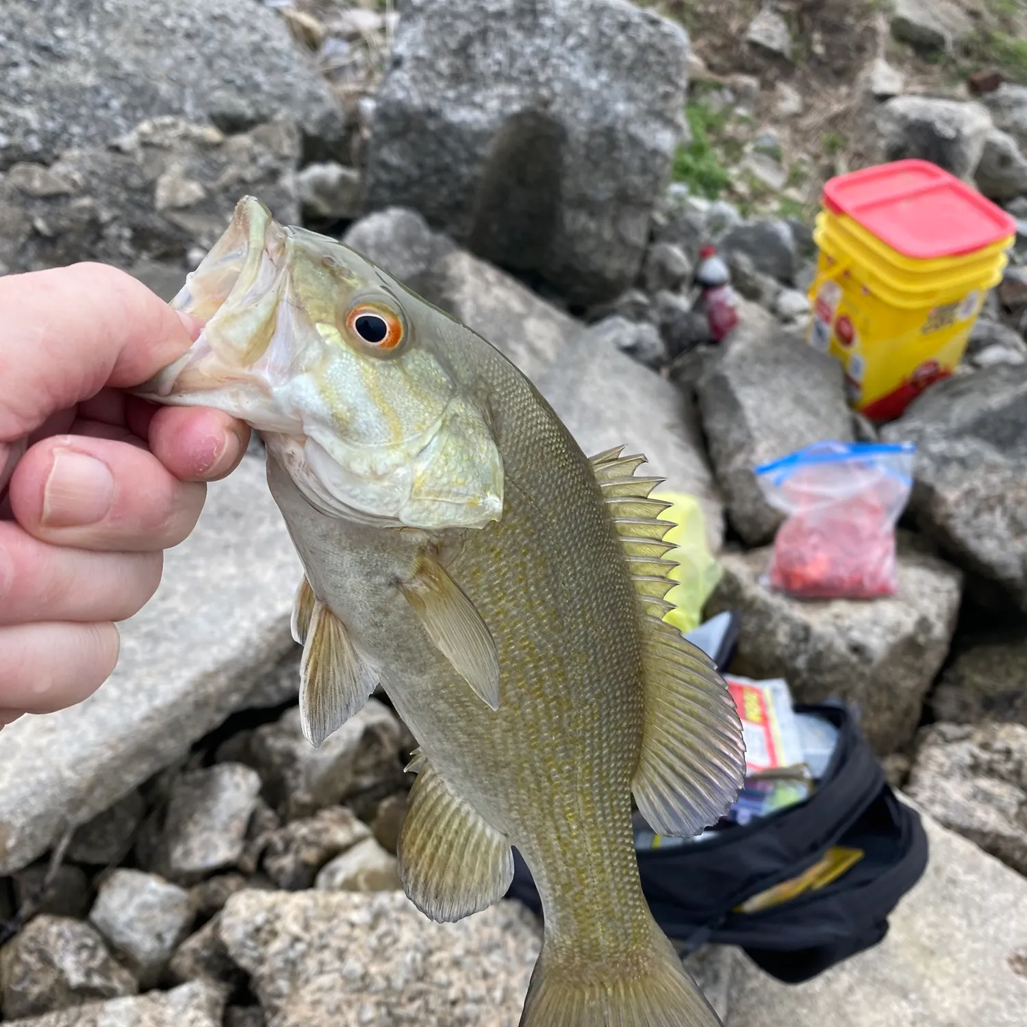 The most recent Smallmouth bass catches on Fishbrain