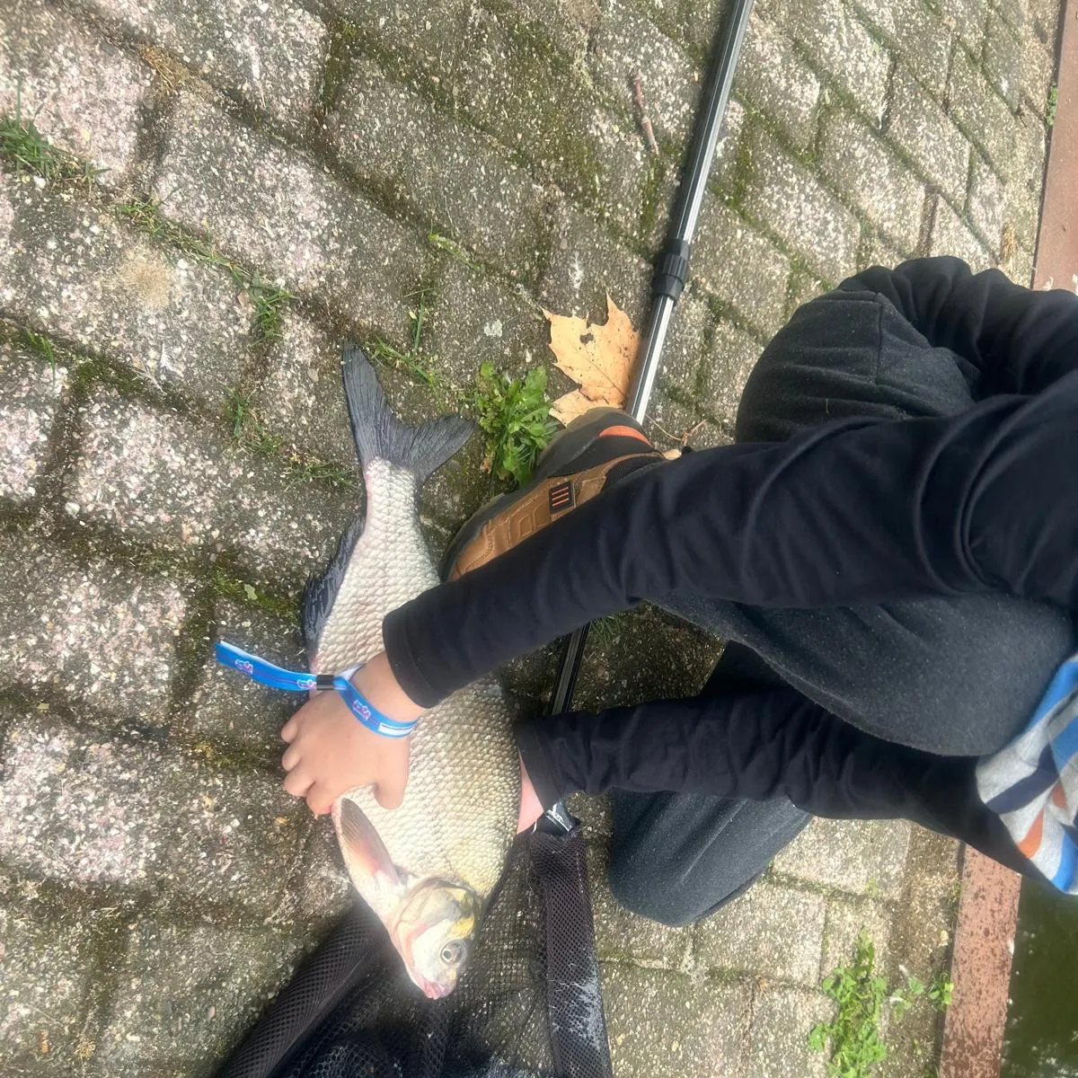 Common bream caught on Fishbrain