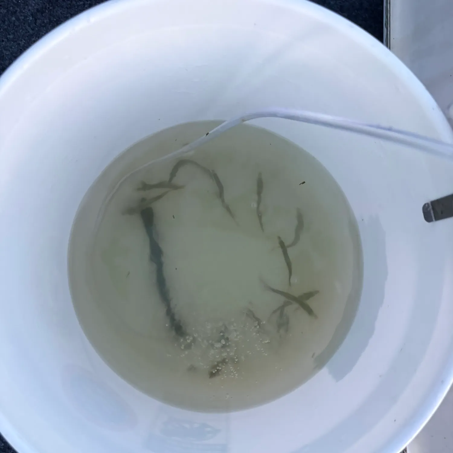 The most recent Scaled herring catches on Fishbrain