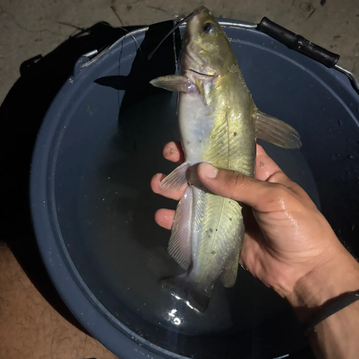Black bullhead caught on Fishbrain