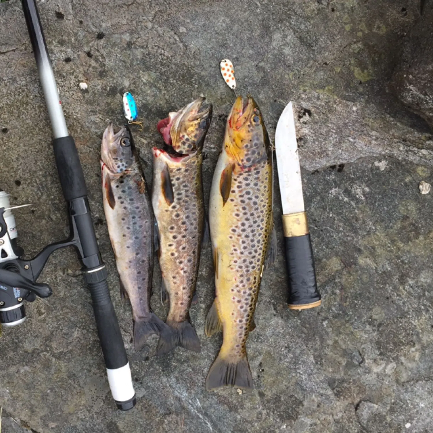 recently logged catches