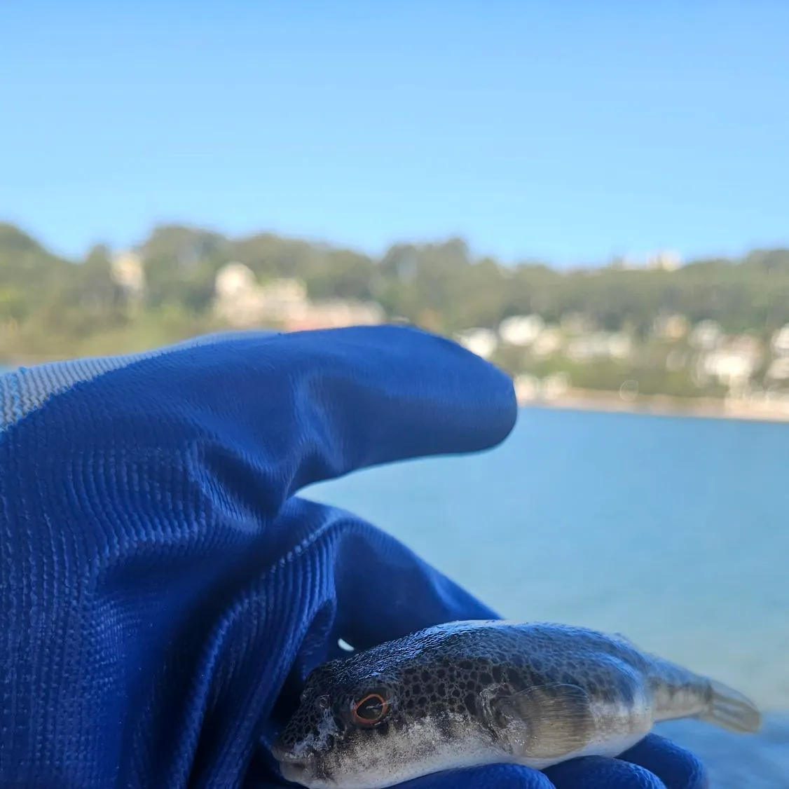 The most recent Bigeye trevally catches on Fishbrain