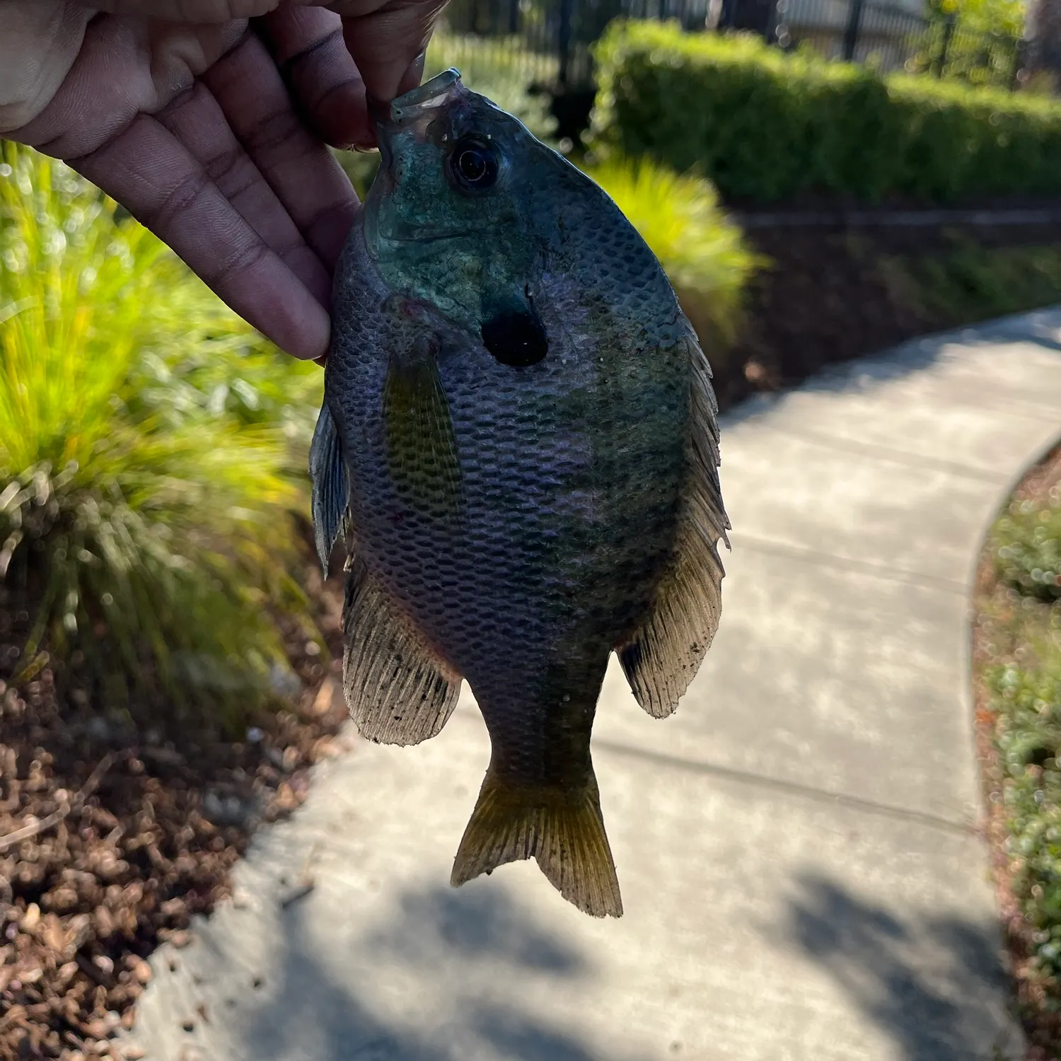 Bluegill caught on Fishbrain