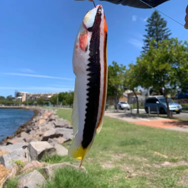 The most recent Comb wrasse catches on Fishbrain