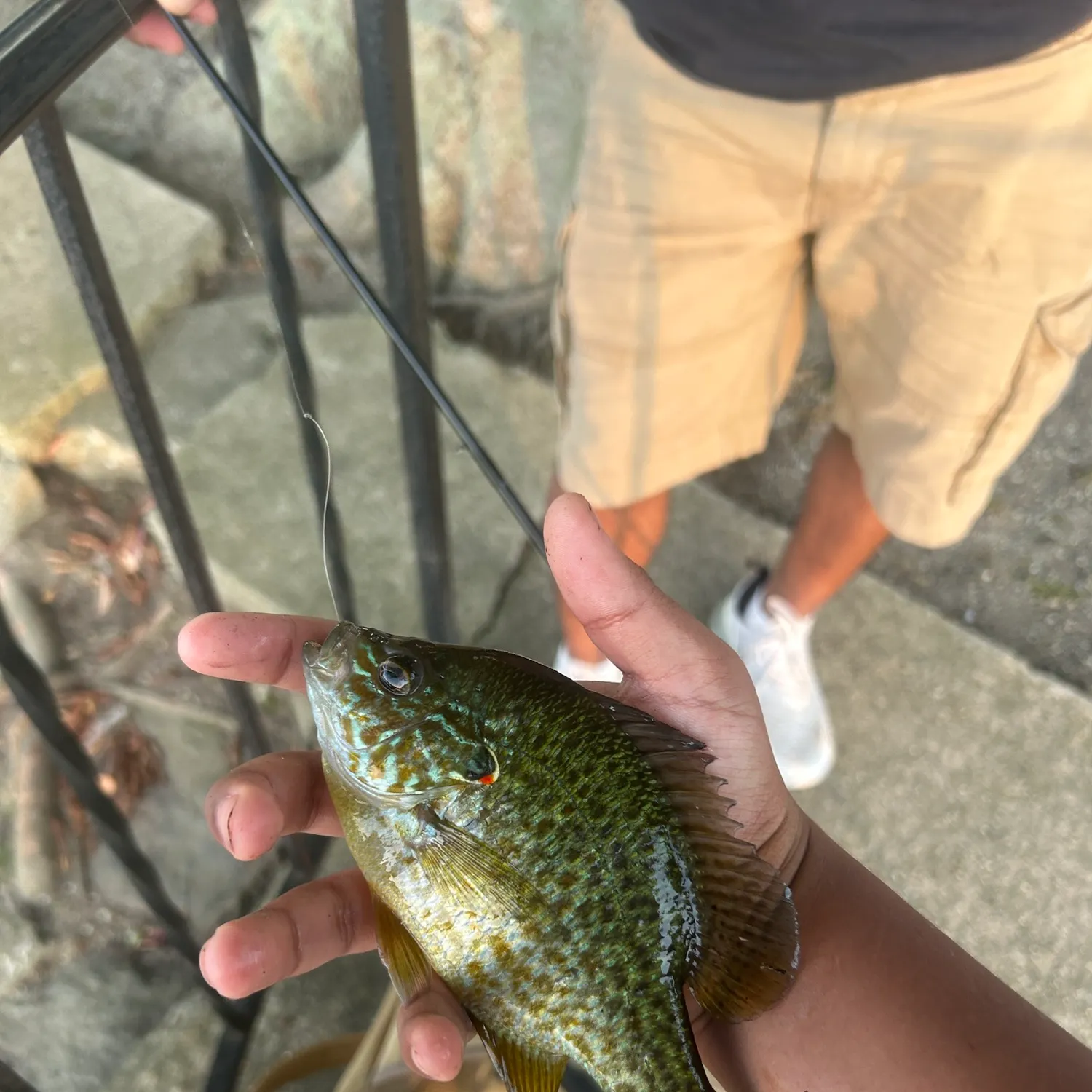 Pumpkinseed caught on Fishbrain