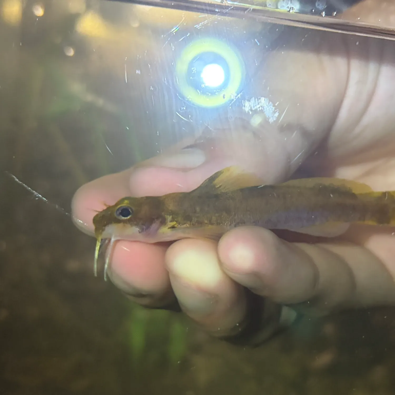 The most recent Black madtom catches on Fishbrain