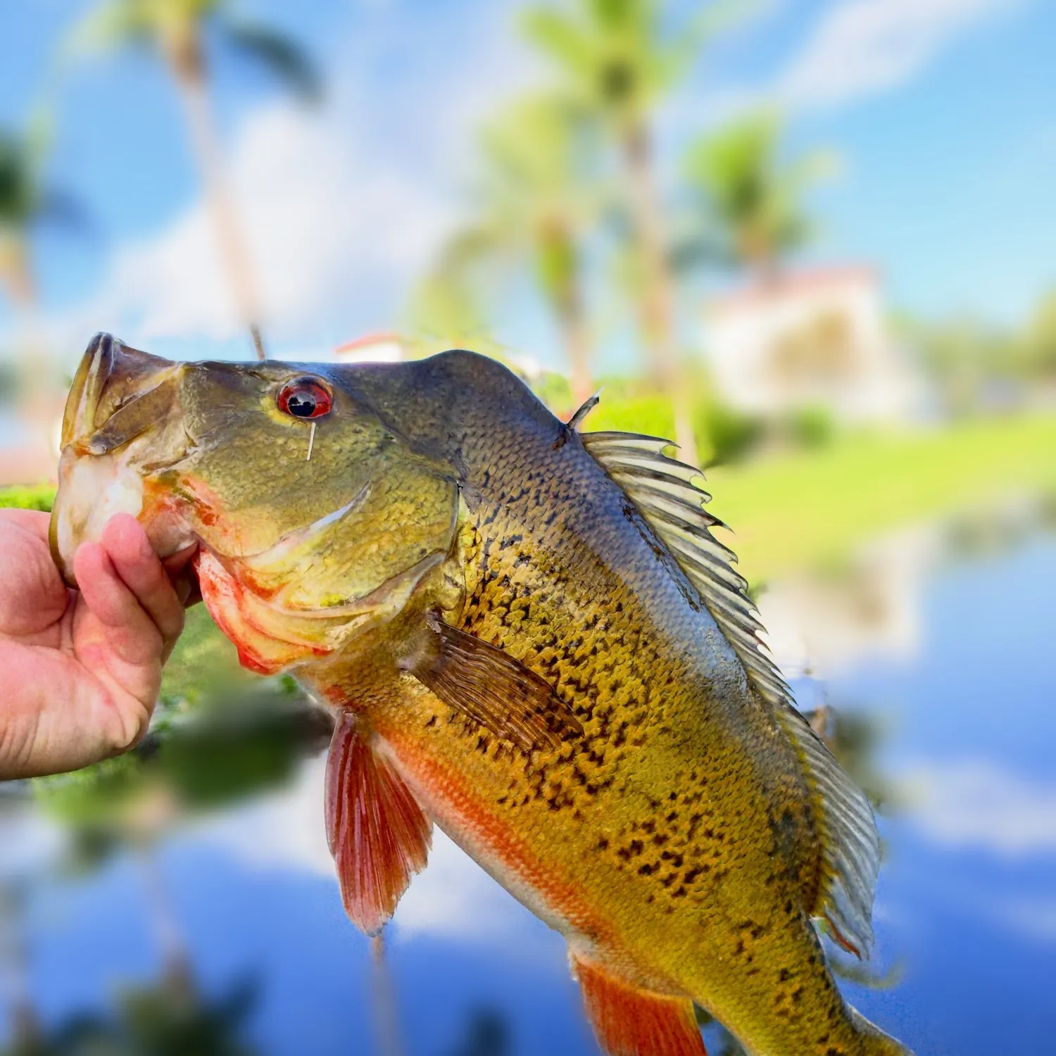 Butterfly peacock bass caught on Fishbrain