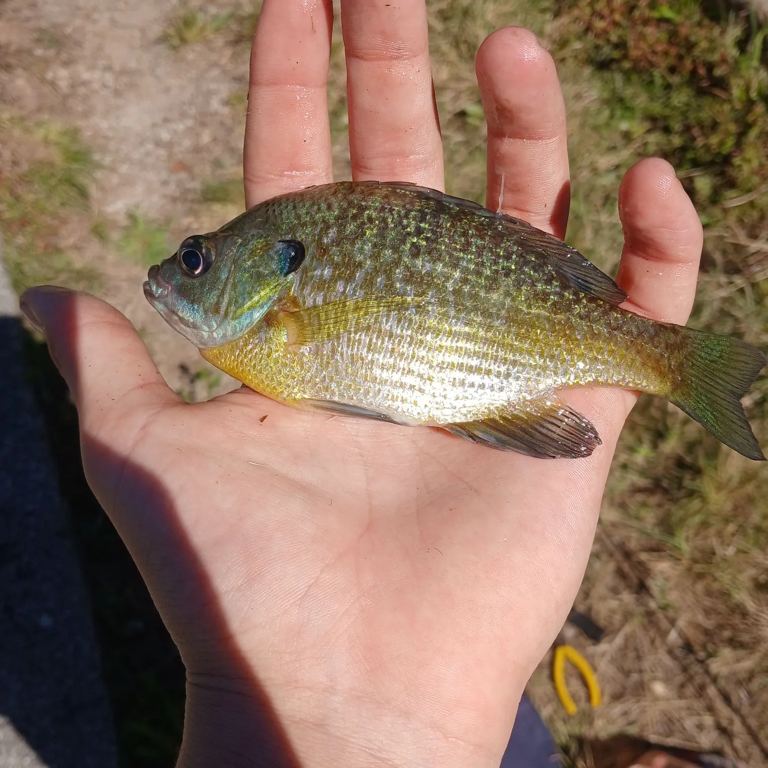 Bluegill caught on Fishbrain