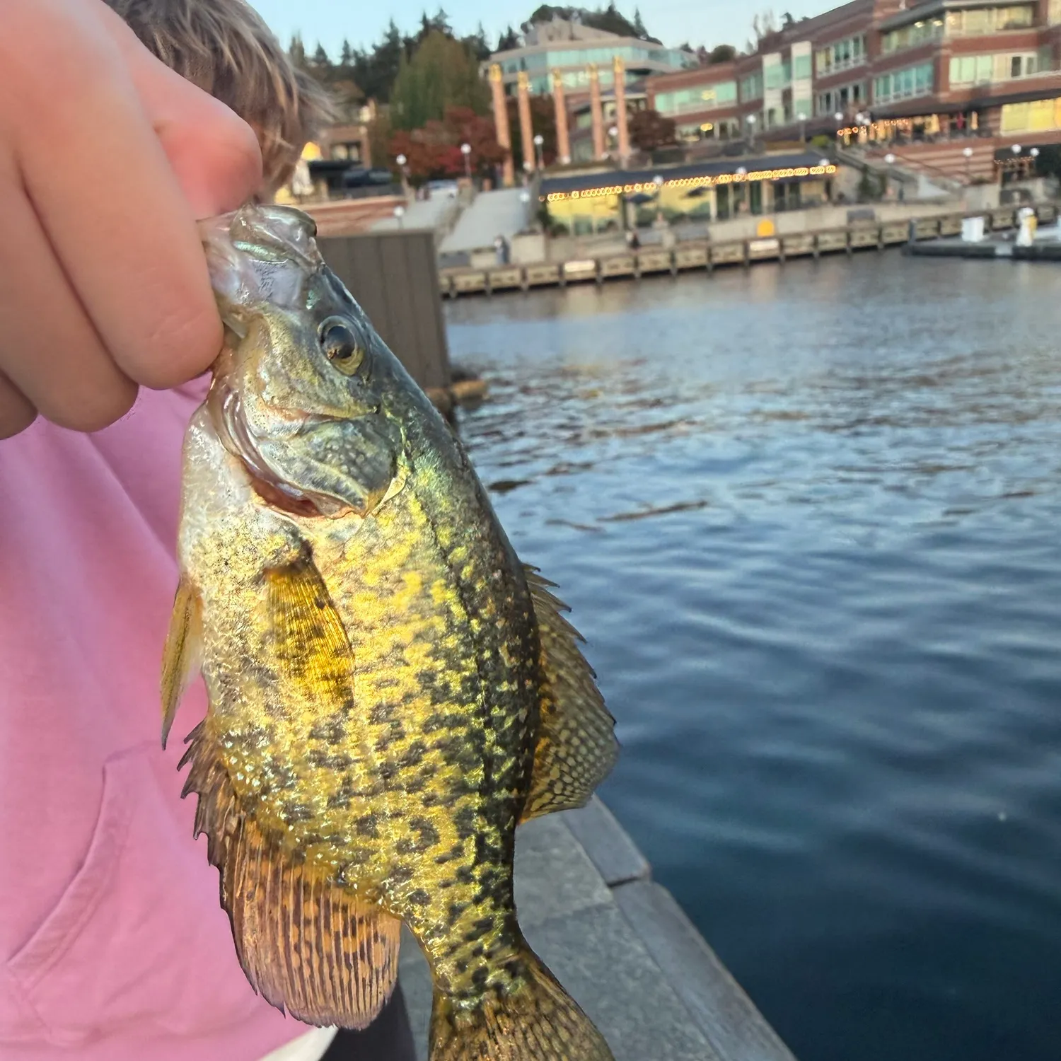 Black crappie caught on Fishbrain