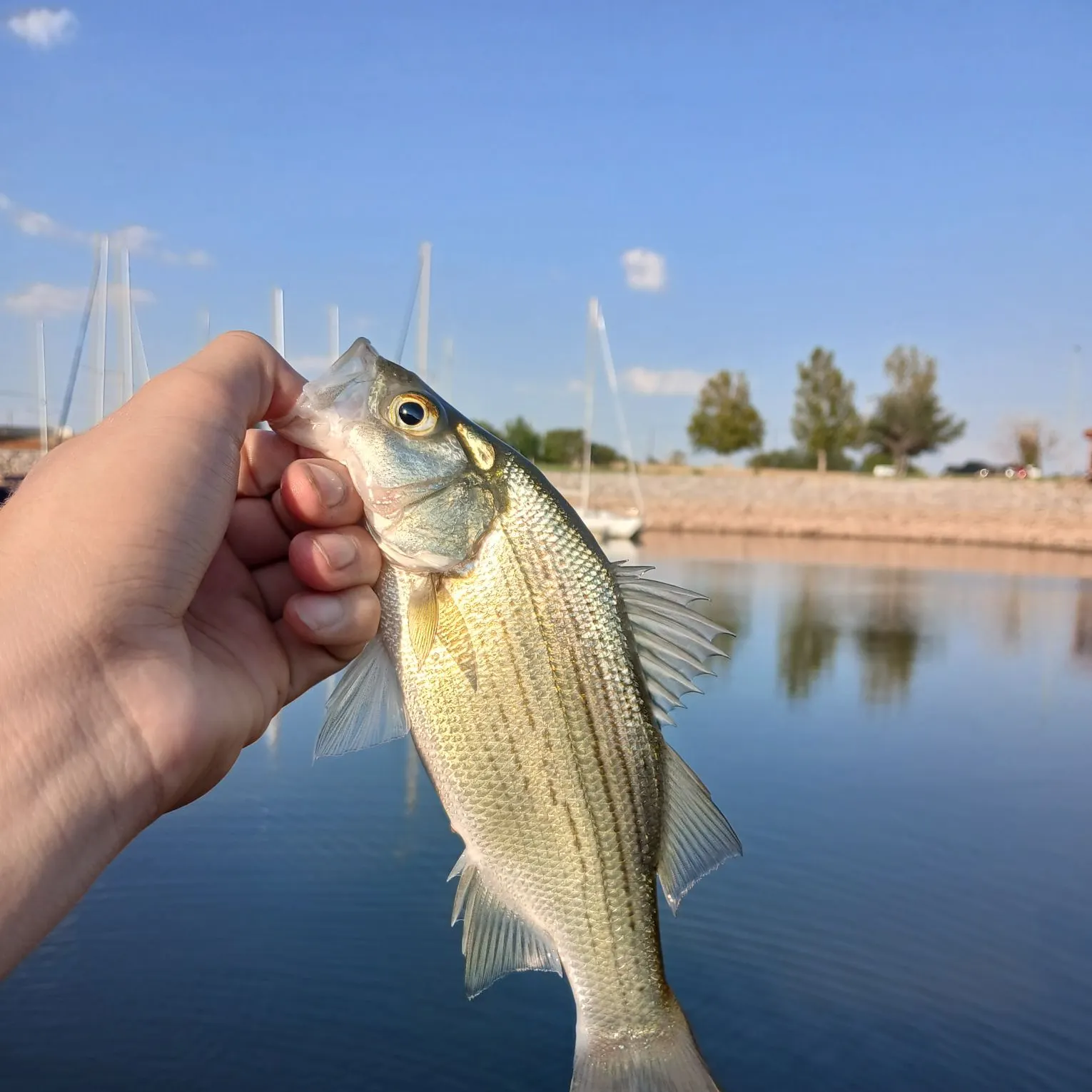 White bass caught on Fishbrain