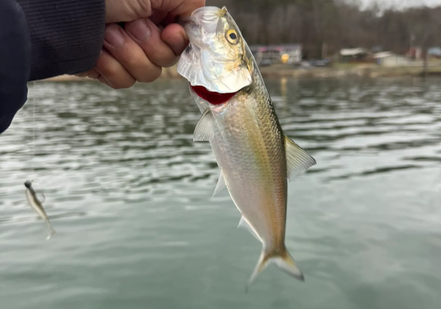 Hickory shad