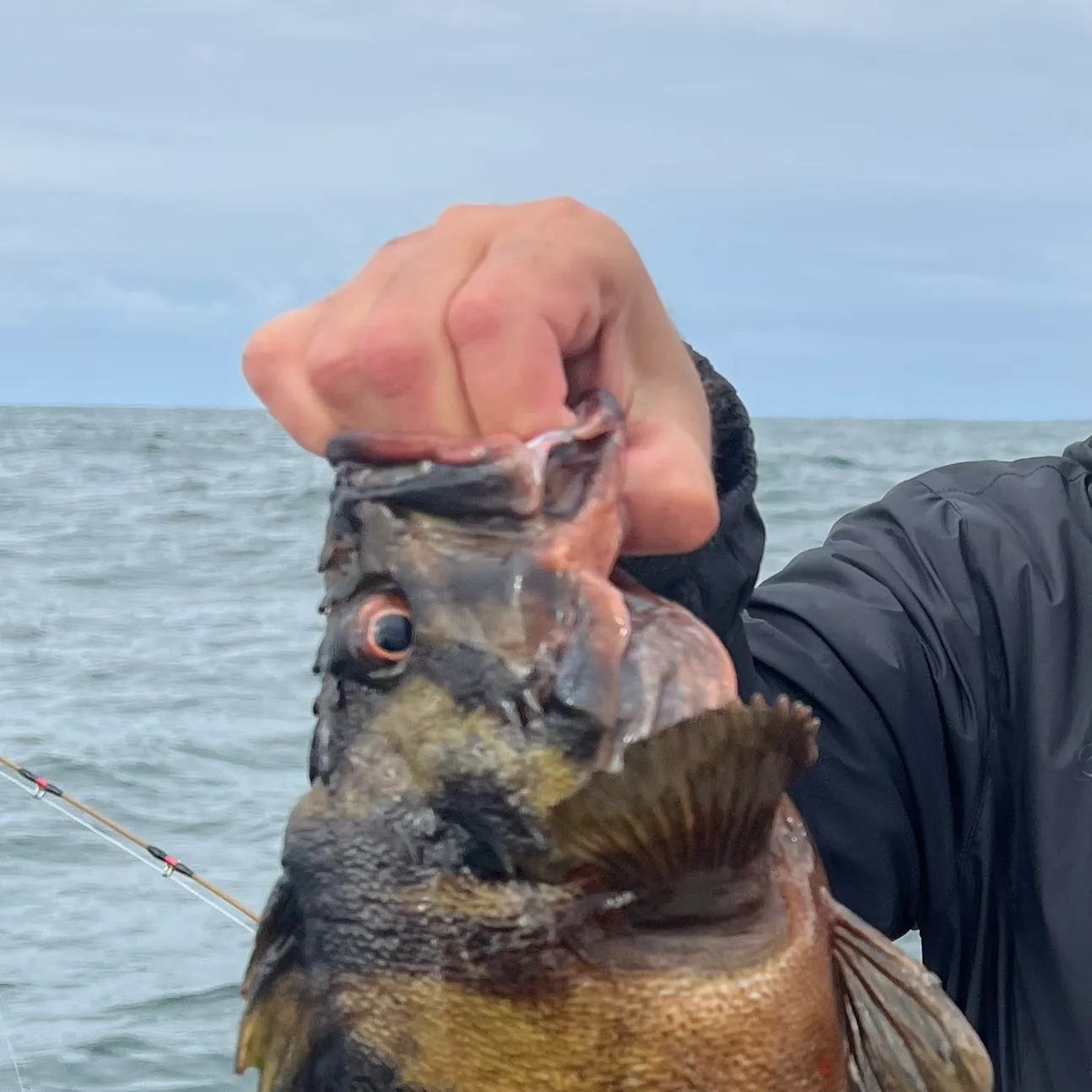 The most recent Treefish catches on Fishbrain