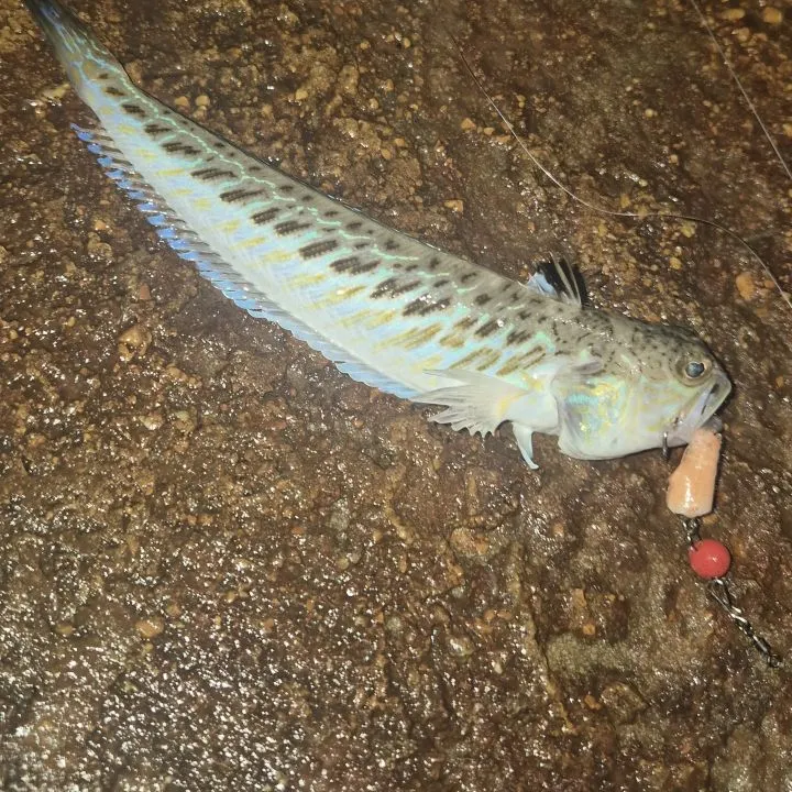 Greater weever caught on Fishbrain