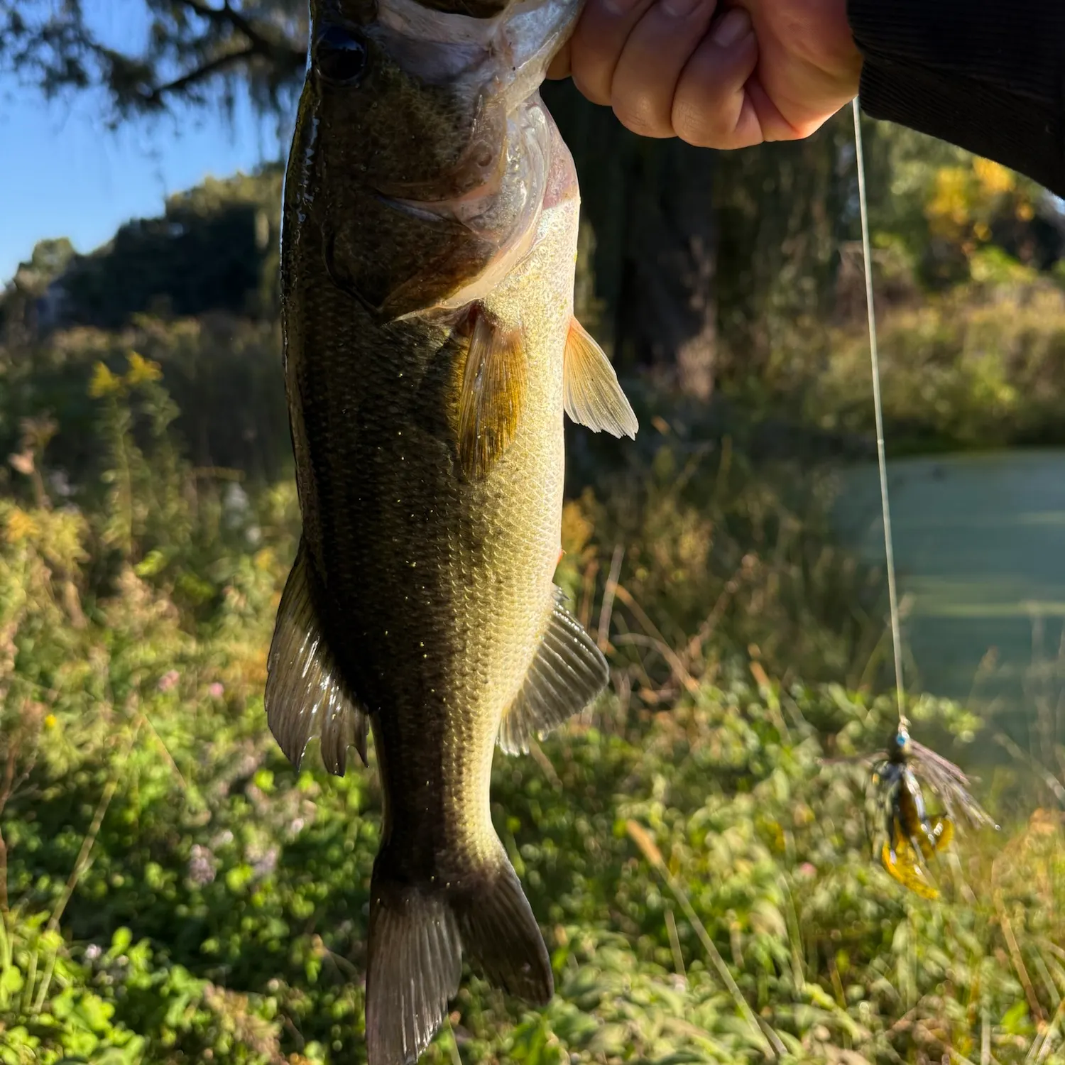 Largemouth bass caught on Fishbrain