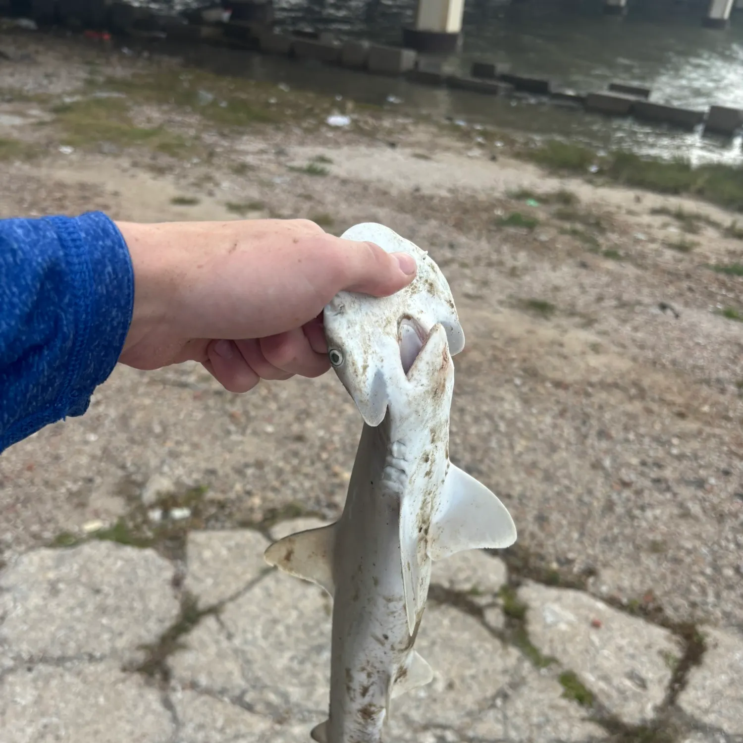 The most recent Bonnethead shark catches on Fishbrain