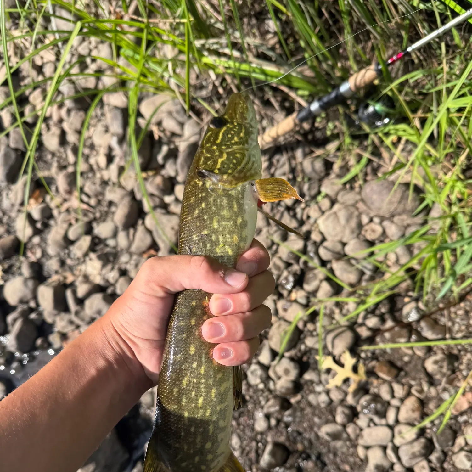 Northern pike caught on Fishbrain