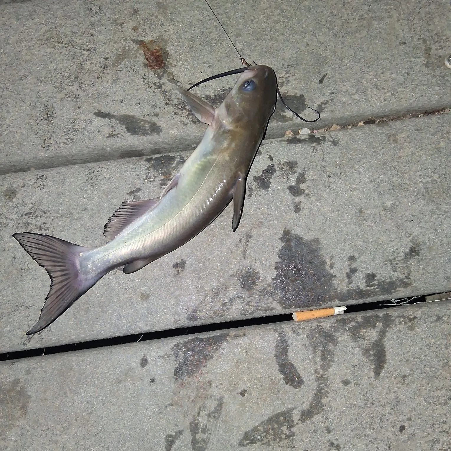 Channel catfish caught on Fishbrain