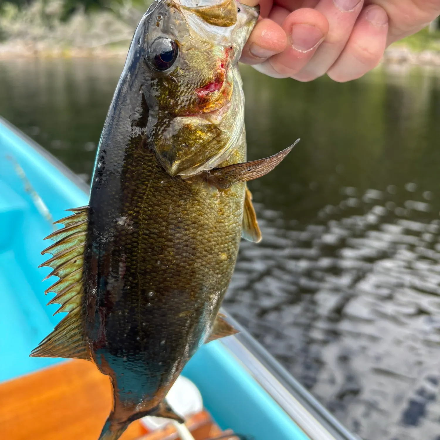 Smallmouth bass caught on Fishbrain