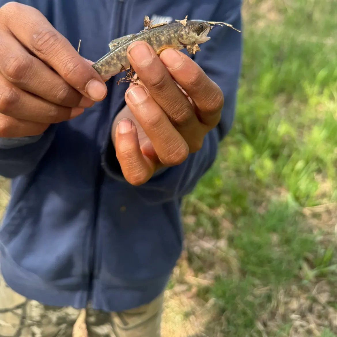 Fish caught on Fishbrain