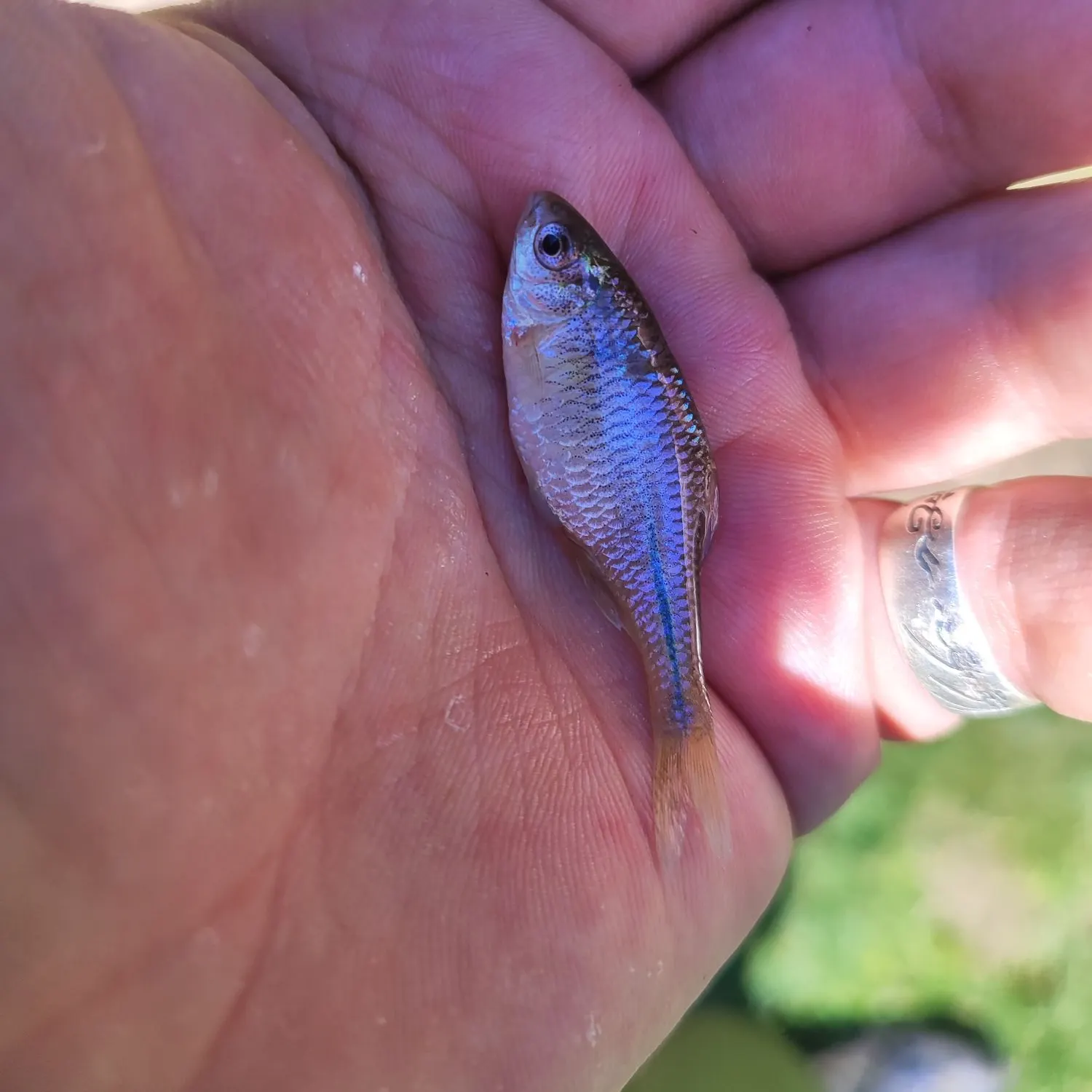 The most recent European bitterling catches on Fishbrain