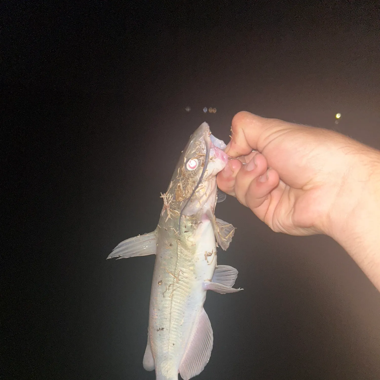 Channel catfish caught on Fishbrain