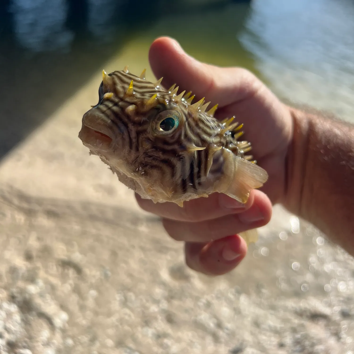 The most recent Longspined porcupinefish catches on Fishbrain