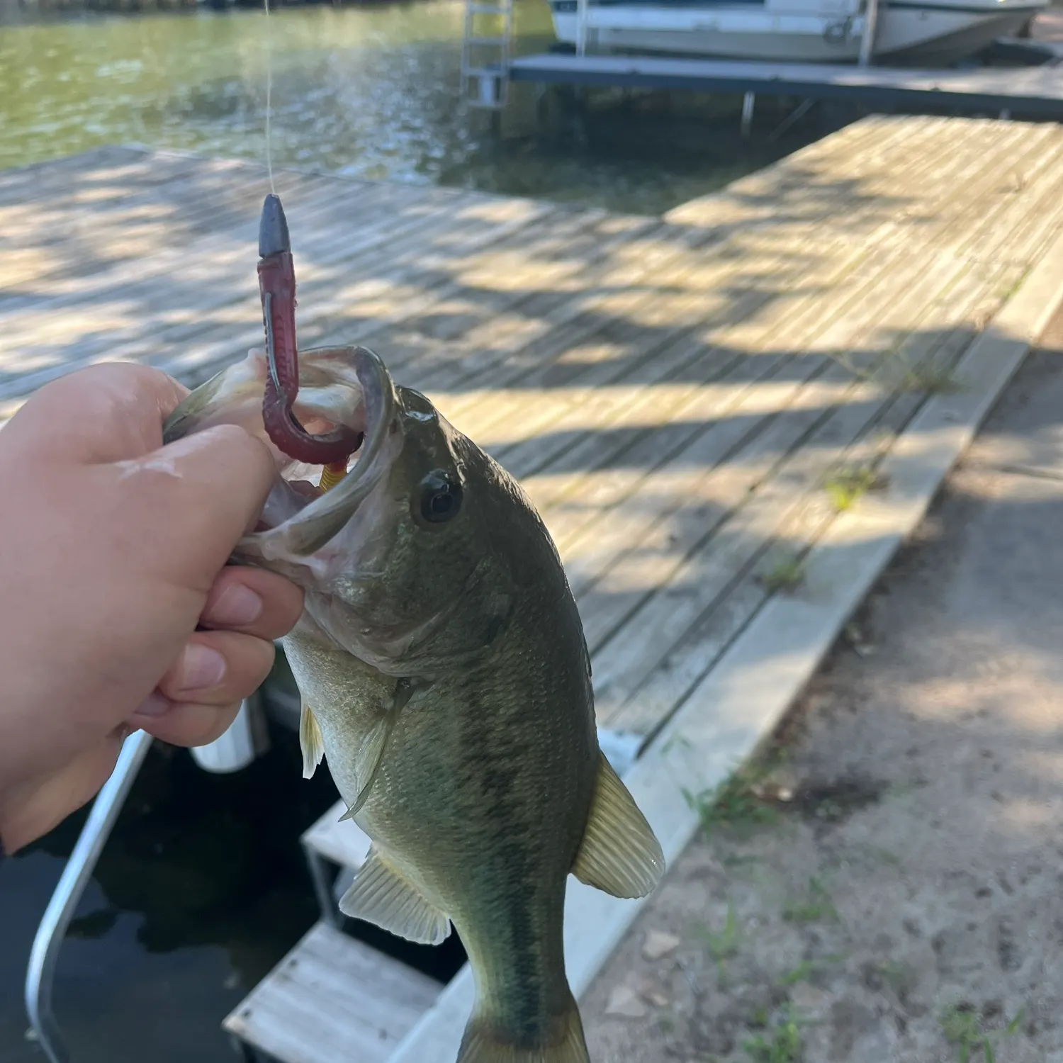 Largemouth bass caught on Fishbrain
