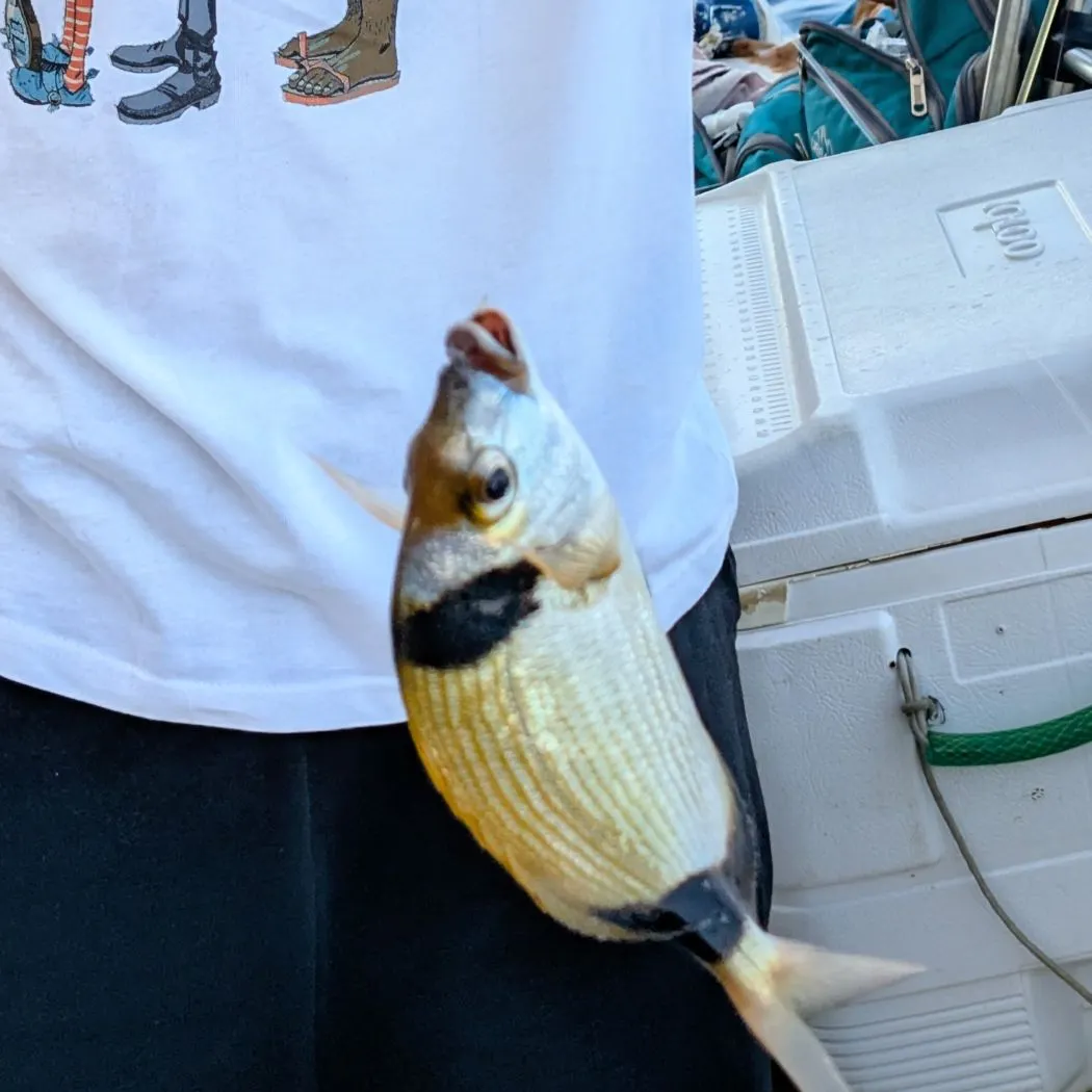 The most recent Common two-banded seabream catches on Fishbrain