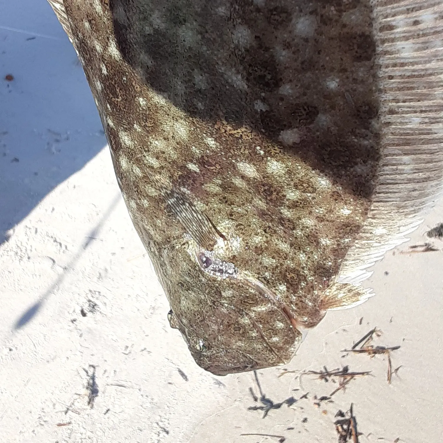 Summer flounder caught on Fishbrain