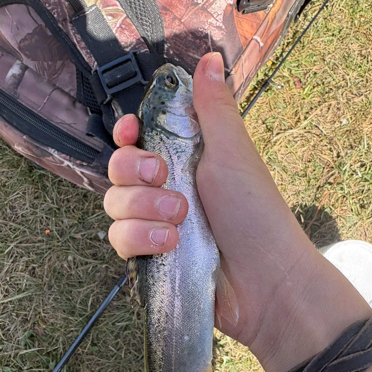 Rainbow trout caught on Fishbrain