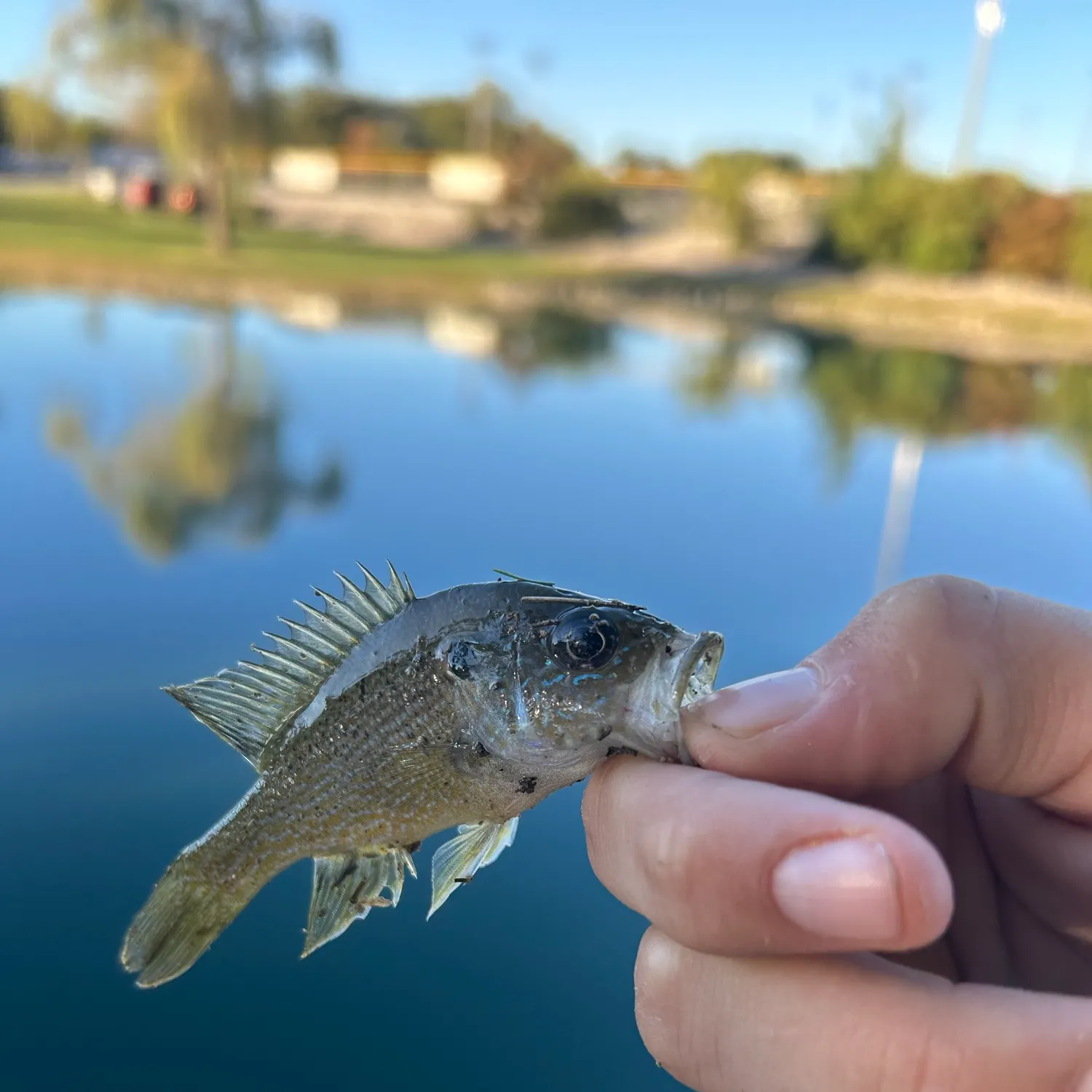 Green sunfish caught on Fishbrain