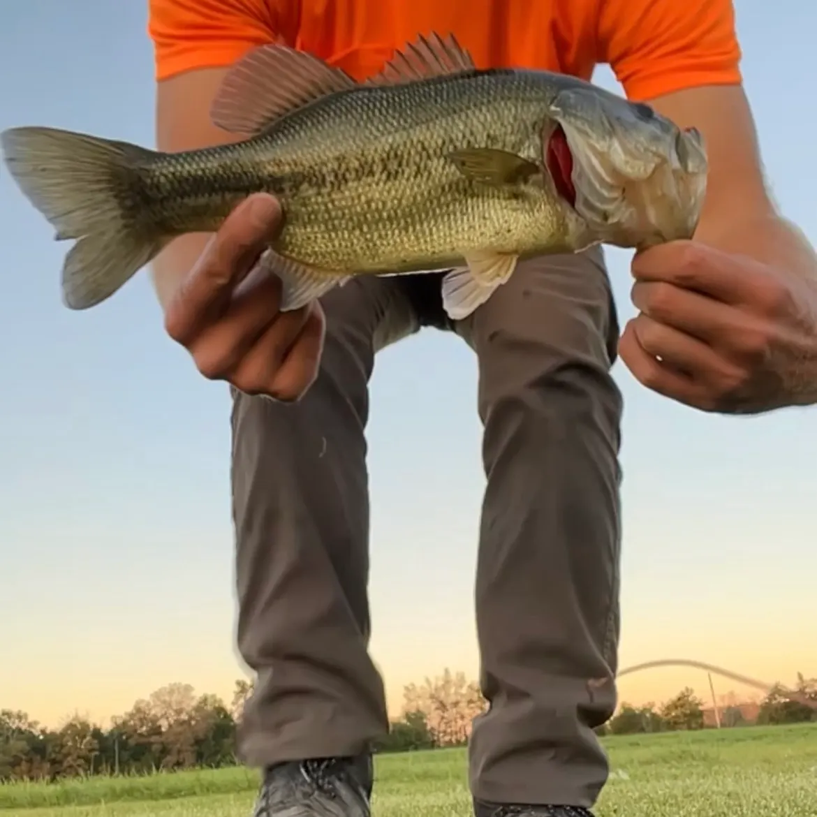 Largemouth bass caught on Fishbrain