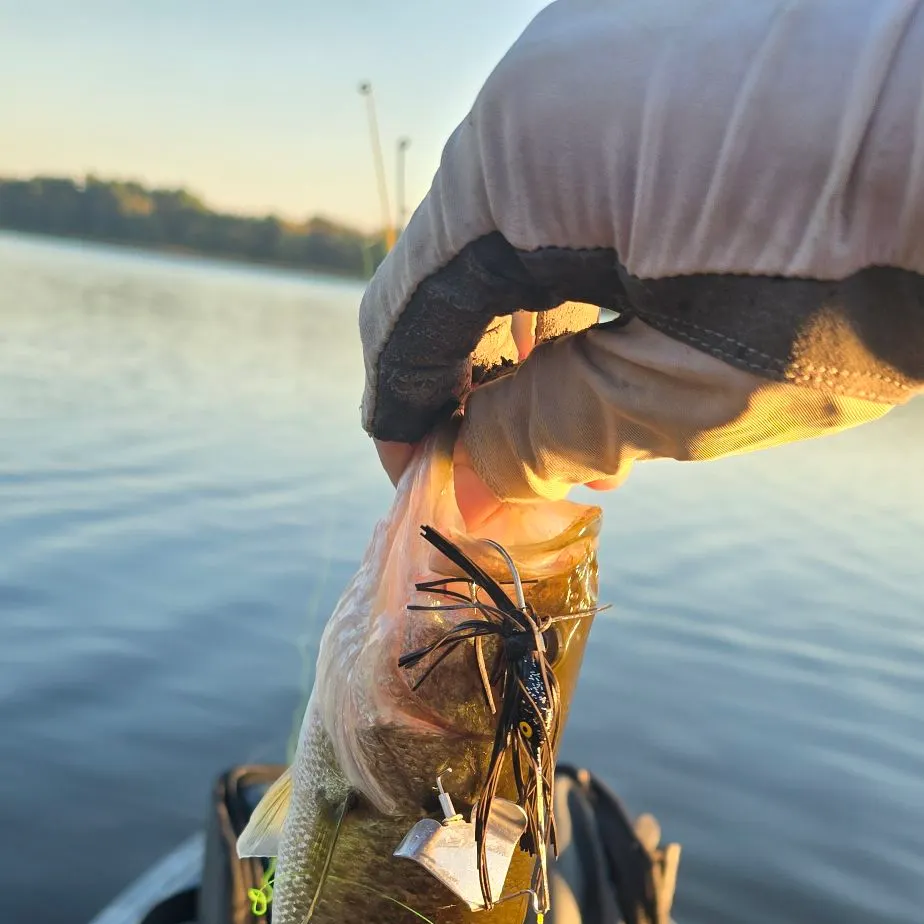 Largemouth bass caught on Fishbrain