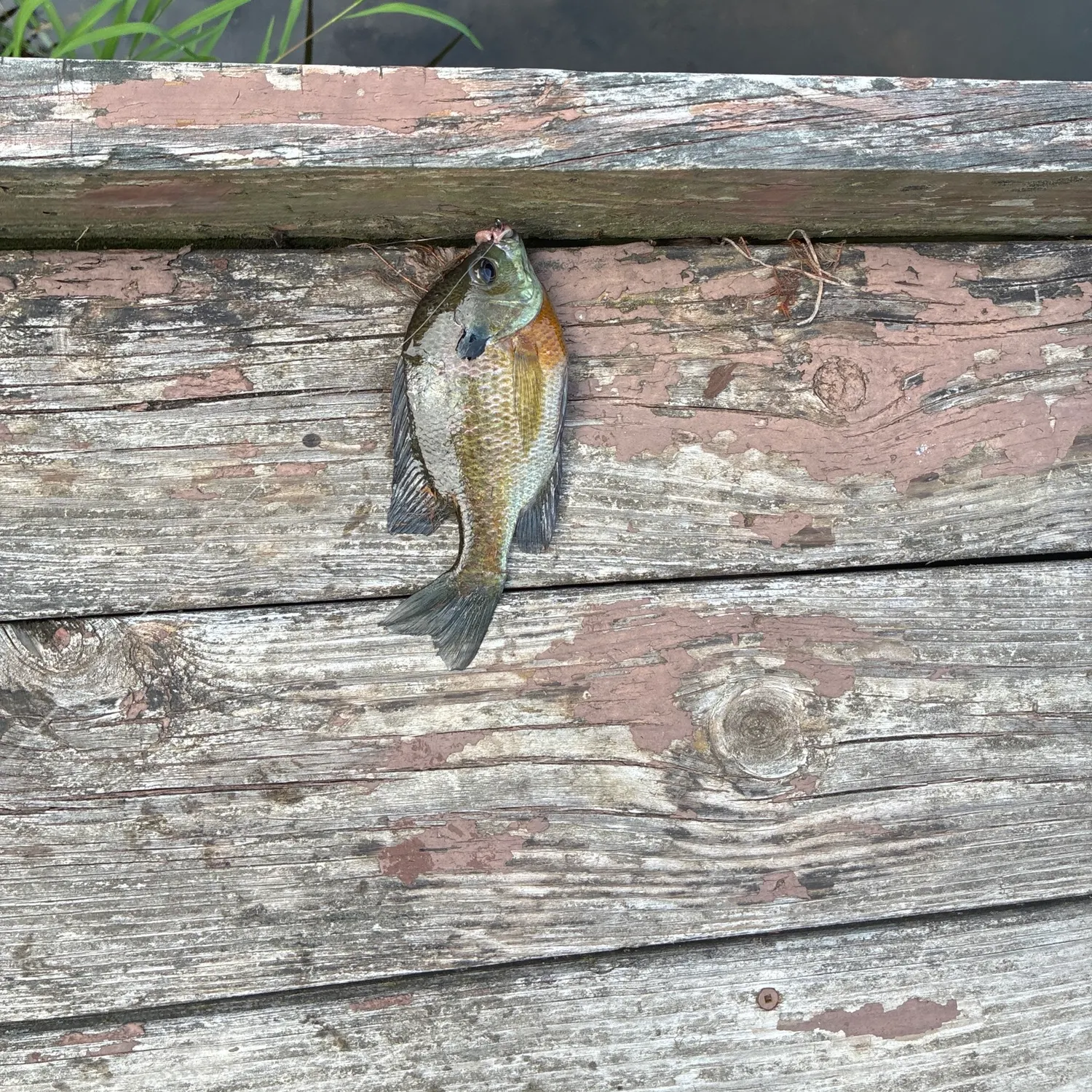 Bluegill caught on Fishbrain