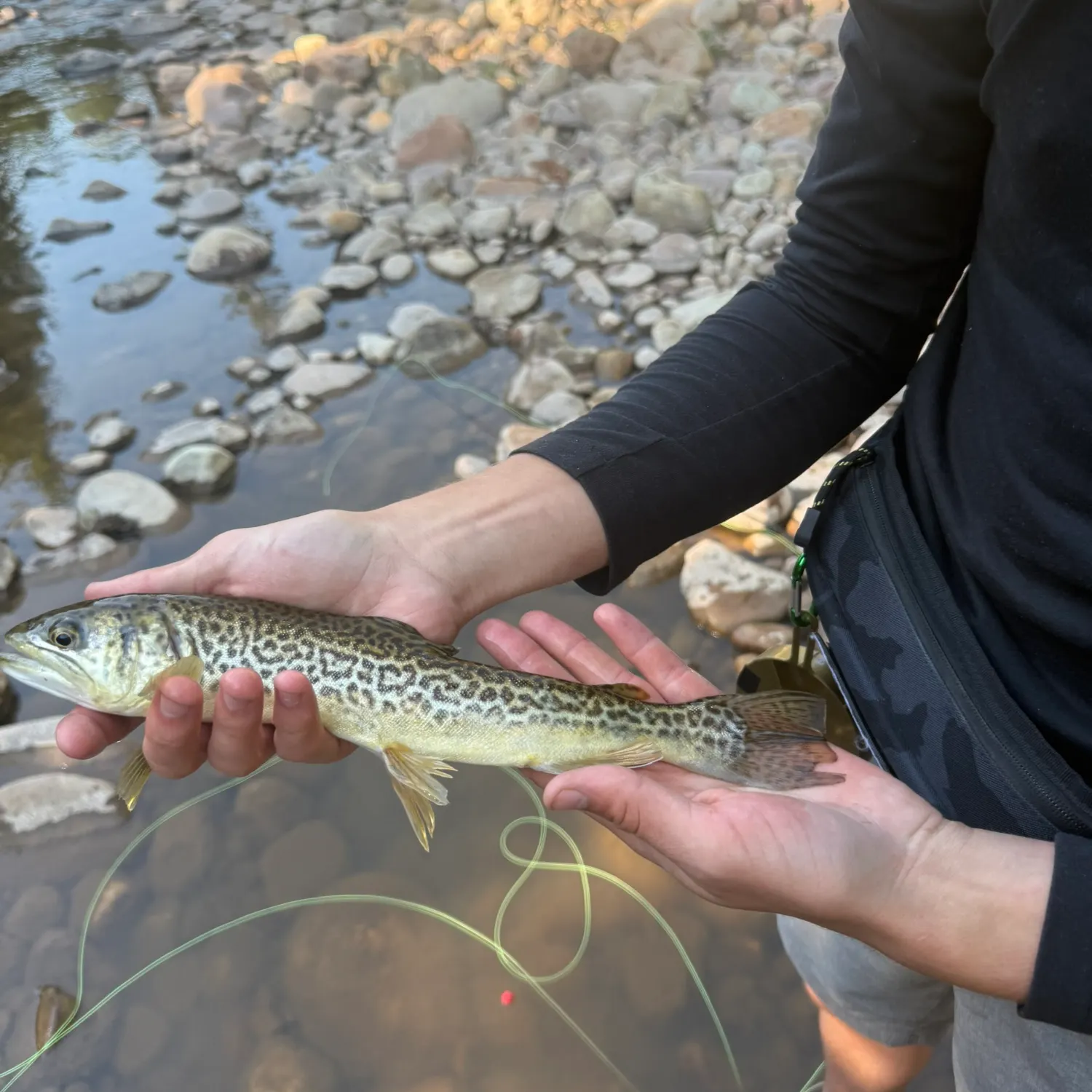 The most recent Tiger trout catches on Fishbrain
