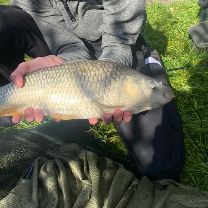 F1 carp caught on Fishbrain