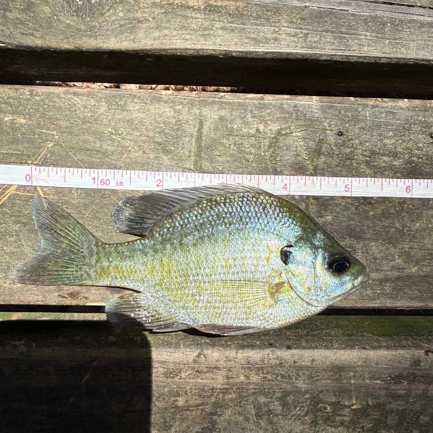 recently logged catches