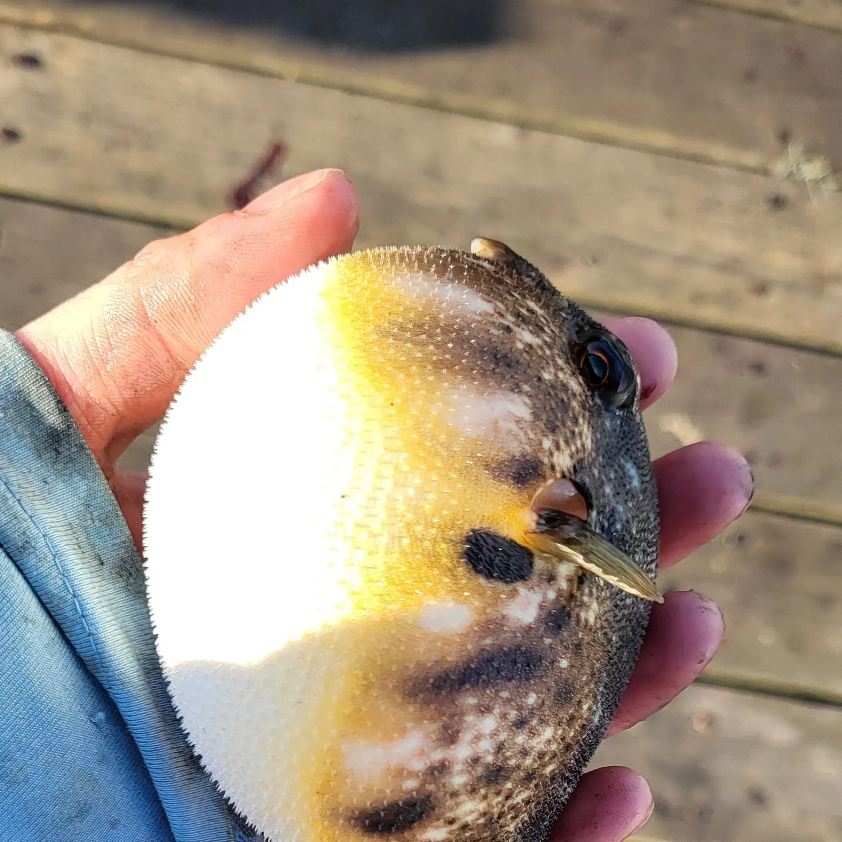 Northern puffer caught on Fishbrain